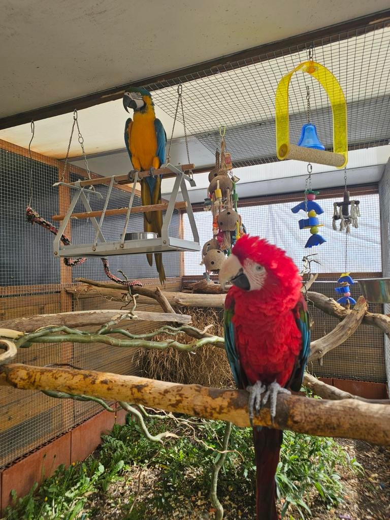 Koppel ara's, Animaux & Accessoires, Oiseaux | Perruches & Perroquets