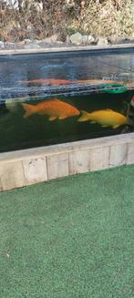 Koi karpers, Dieren en Toebehoren