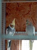 Valkparkieten onverwant koppel, Meerdere dieren, Parkiet