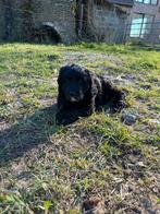 Mooi zwarte goldendoodle pups!, Dieren en Toebehoren, België, Reu, 8 tot 15 weken, Meerdere
