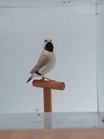 Spitsstaarten 2026, Animaux & Accessoires, Oiseaux | Oiseaux Autre, Plusieurs animaux, Oiseau tropical, Bagué