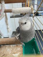 Valkparkiet, Mâle, Perruche