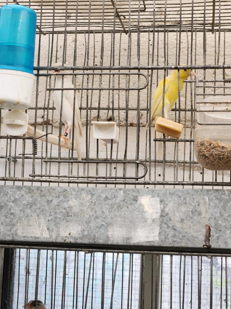 Canaris hoso japs, Dieren en Toebehoren, Vogels | Kanaries