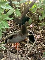 Indische loopeenden, Mâle