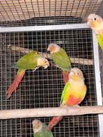 Lot pyrrhuras pas cher, Dieren en Toebehoren, Vogels | Parkieten en Papegaaien, Meerdere dieren, Parkiet