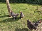 Kippen, Femelle, Poule ou poulet