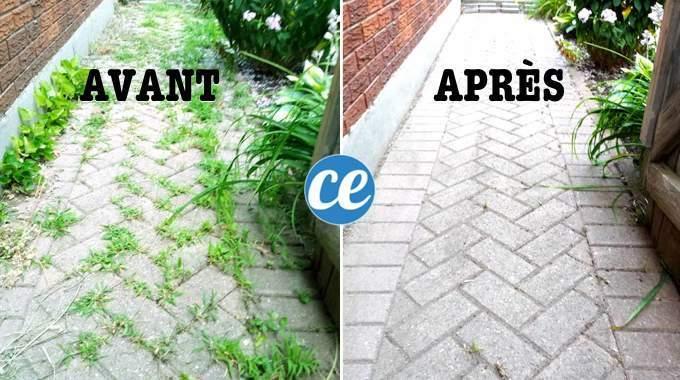 Désherbant Roundup. Région Charleroi. Tél 0494118335, Jardin & Terrasse, Pesticides, Neuf, Répression des mauvaises herbes, Enlèvement ou Envoi