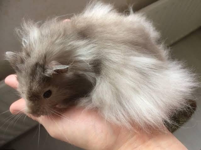 Gezocht: Goudhamster langhaar mannetje, Animaux & Accessoires, Rongeurs, Mâle, Hamster, Janvier, Domestique