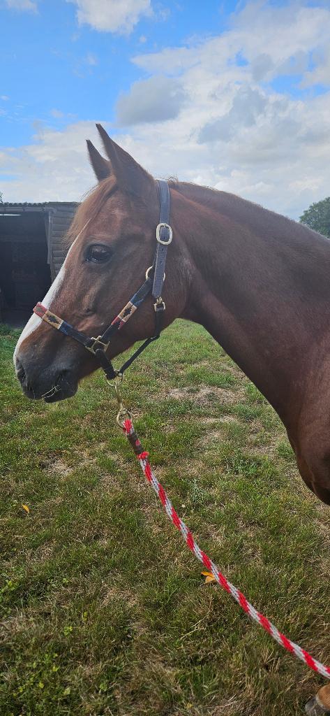 SPORTPONY met wedstrijdervaring, Animaux & Accessoires, Poneys, Jument, M, Poney D (1.37 m à 1.48m), Poney de saut, 11 ans ou plus