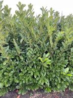 ‼️Nog een GOEDKOPE haag nodig?? ‼️Wacht niet langer ‼️, Ophalen, Nieuw