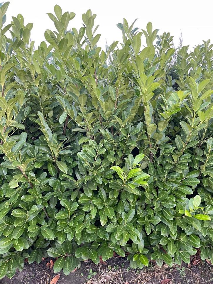 ‼️Nog een GOEDKOPE haag nodig?? ‼️Wacht niet langer ‼️, Tuin en Terras, Schuttingen, Nieuw, Ophalen