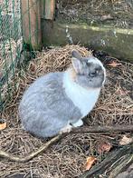 Kleurdwerg-rammen ter dekking bedschikbaar