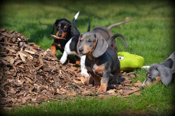 Chiots teckel à poil court, Animaux & Accessoires, Chiens | Teckels & Bassets, Plusieurs animaux, Poils courts, Nain, Éleveur | Professionnel