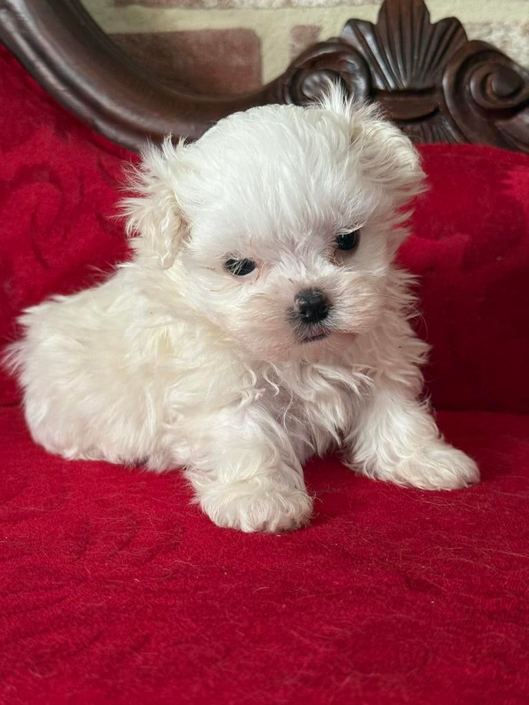 Chiots Bichon Maltais, Animaux & Accessoires, Hépatite contagieuse (maladie de Rubarth), Bichon maltais, Plusieurs, Belgique