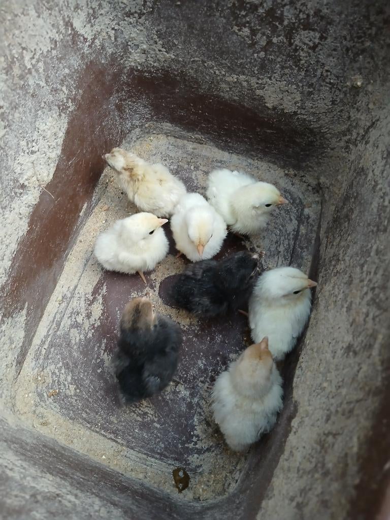 Chabo kuikens 5 euro per stuk