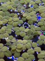 salvinia minima drijfplanten, Dieren en Toebehoren, Vissen | Aquaria en Toebehoren, Ophalen, Nieuw, Plant(en), Steen of Hout