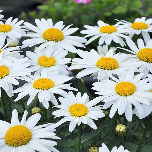 leucantheum 'Maikoningin' of Margriet, Ophalen, Zomer, Vaste plant, Volle zon
