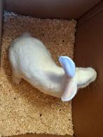 Konijnen wit van Dendermonde, Dieren en Toebehoren