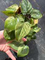 Philodendron hederaceum variegata, Huis en Inrichting, Kamerplanten, Ophalen of Verzenden