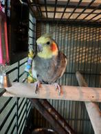 Mannelijk valkparkietje, Dieren en Toebehoren, Mannelijk, Parkiet, Tam