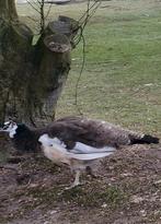 Mooi trio pauwen, Dieren en Toebehoren