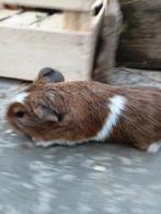 Cavia zeugje, Dieren en Toebehoren, Cavia, Februari, Vrouwelijk, Tam