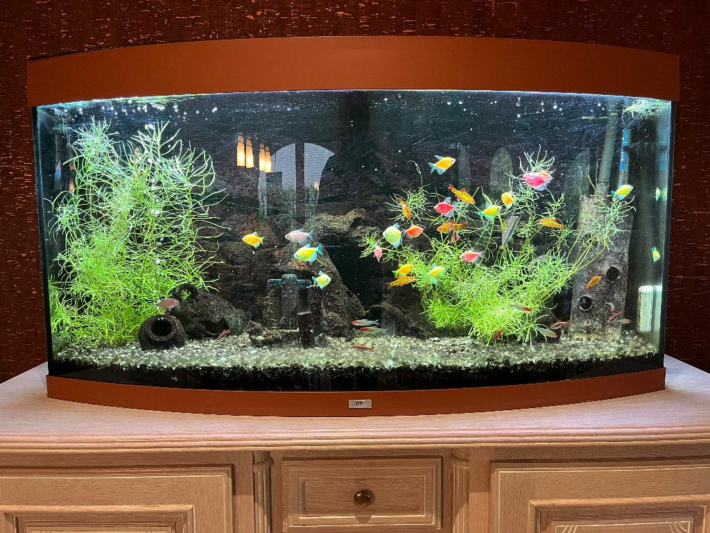 aquarium "Juvel" + allerlei toebehoren, Comme neuf, Enlèvement, Juwel, Aquarium d'eau douce rempli