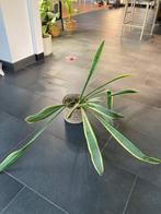 Sansevieria, Huis en Inrichting, Kamerplanten, Overige soorten, Ophalen of Verzenden, In pot, Minder dan 100 cm