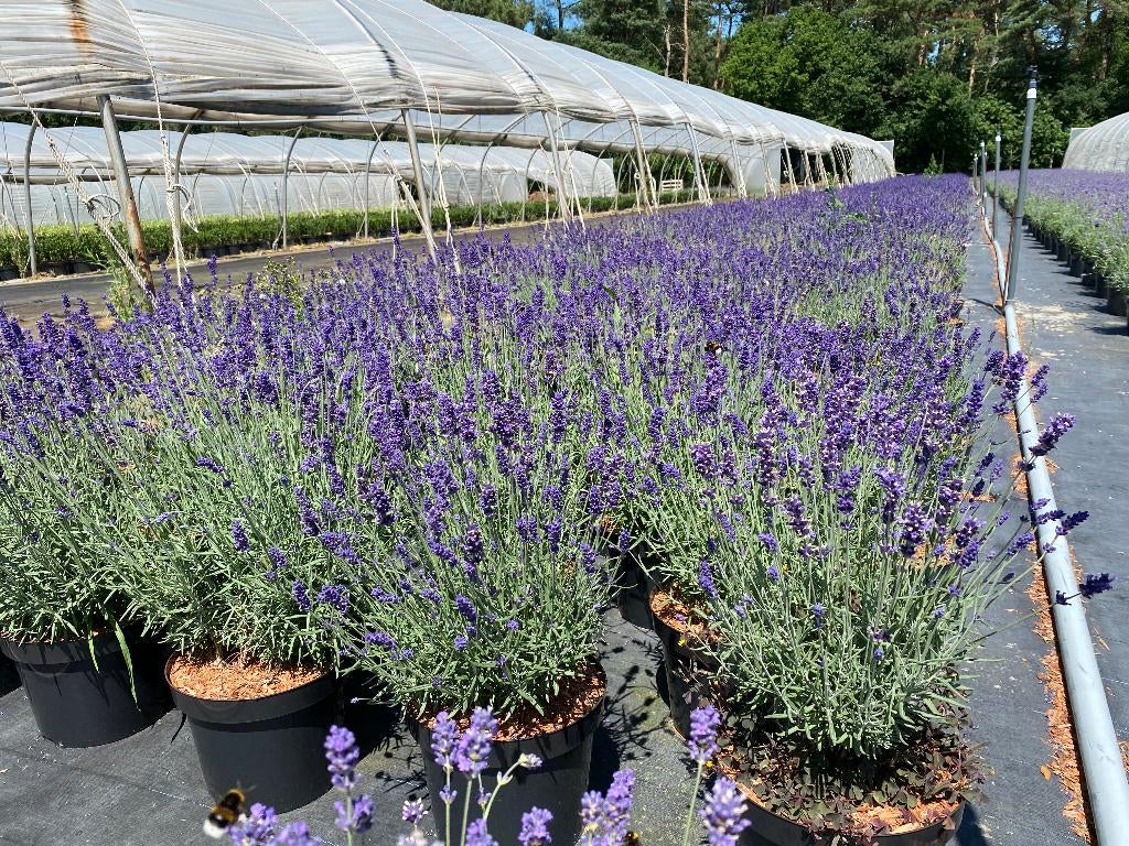 Lavendel, Ophalen, Vaste plant
