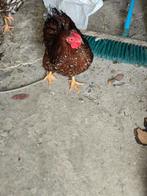 Wyandotte kriel haan, goud blauw gezoomd., Dieren en Toebehoren, Pluimvee