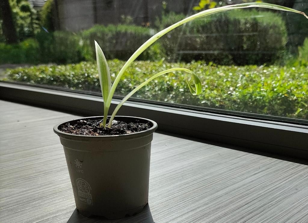 Graslelie, Huis en Inrichting, Kamerplanten, Ophalen, Overige soorten, Halfschaduw, Minder dan 100 cm