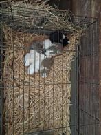 Nestje jonge vleeskonijnen, Dieren en Toebehoren, Konijnen, Middelgroot