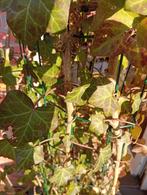 Klimop zuilen van 70liter inkuip 4st van 1;50meter, Ophalen