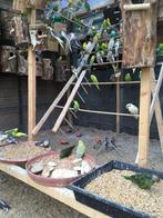 BEWEZEN KWEEKKOPPELS GRASPARKIETEN VANAF 20 EURO/KOPPEL, Dieren en Toebehoren, Vogels | Parkieten en Papegaaien, Meerdere dieren