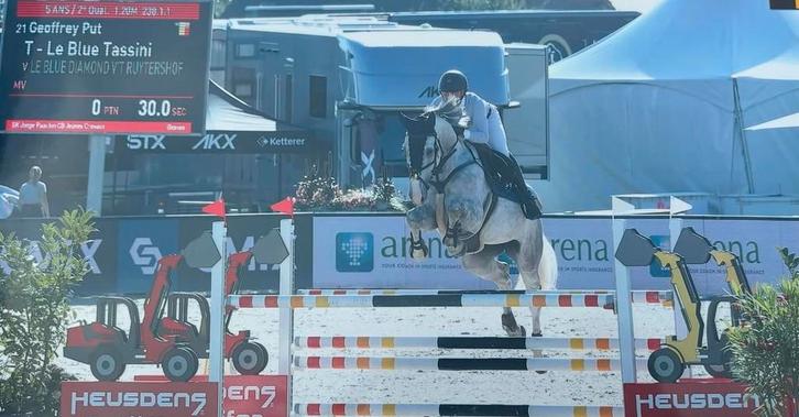 7 jarige ruin 130 parcourservaring, Dieren en Toebehoren, Paarden, Ruin