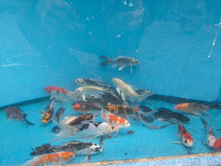 Allerlei vijvervissen: Koi, goudvis, steurs, windes, enz, Dieren en Toebehoren, Vissen | Vijvervissen, Steur