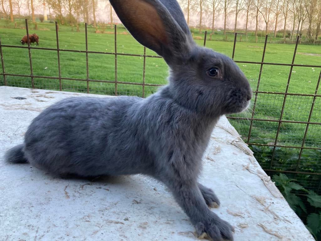 Vlaamse reuzen, Femelle