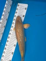 Mooie 35 cm ginrin chagoi koi, Dieren en Toebehoren, Karper of Koi