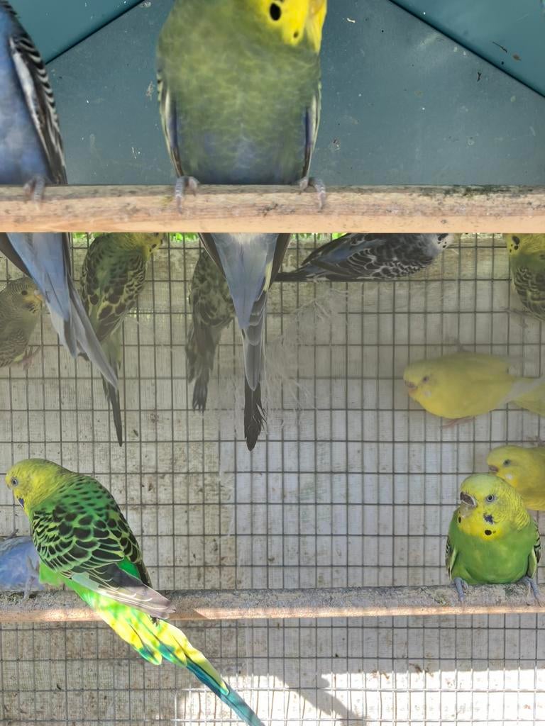 Laatste KWEEKKOPPELS  GRASPARKIETEN VANAF 20 EURO/KOPPEL, Dieren en Toebehoren, Meerdere dieren, Parkiet