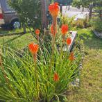 Vuurpijl bloei Augustus, Tuin en Terras, Ophalen