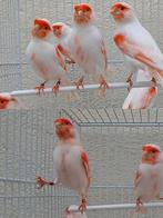 Mooie ,verzorgde rood-mozaiek kanariemannen !!!, Dieren en Toebehoren, Vogels | Kanaries