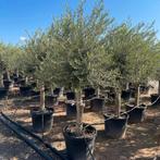 ‼️olijfbomen olea europaea aan promoprijzen ‼️, Tuin en Terras, Ophalen