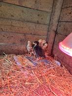 Olijflegger haan, Dieren en Toebehoren, Pluimvee