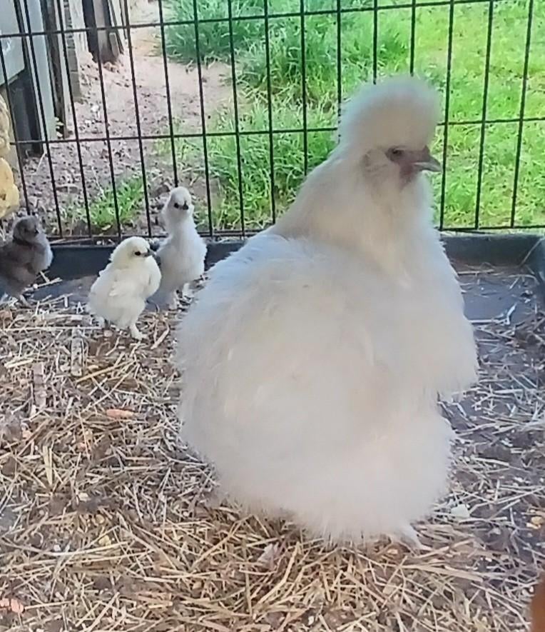 Zijdehoenders met 3 kuikens 2 week oud 50€, Dieren en Toebehoren, Pluimvee, Kip