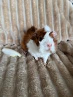 Half langharige cavia, Dieren en Toebehoren, Januari, Mannelijk, Cavia