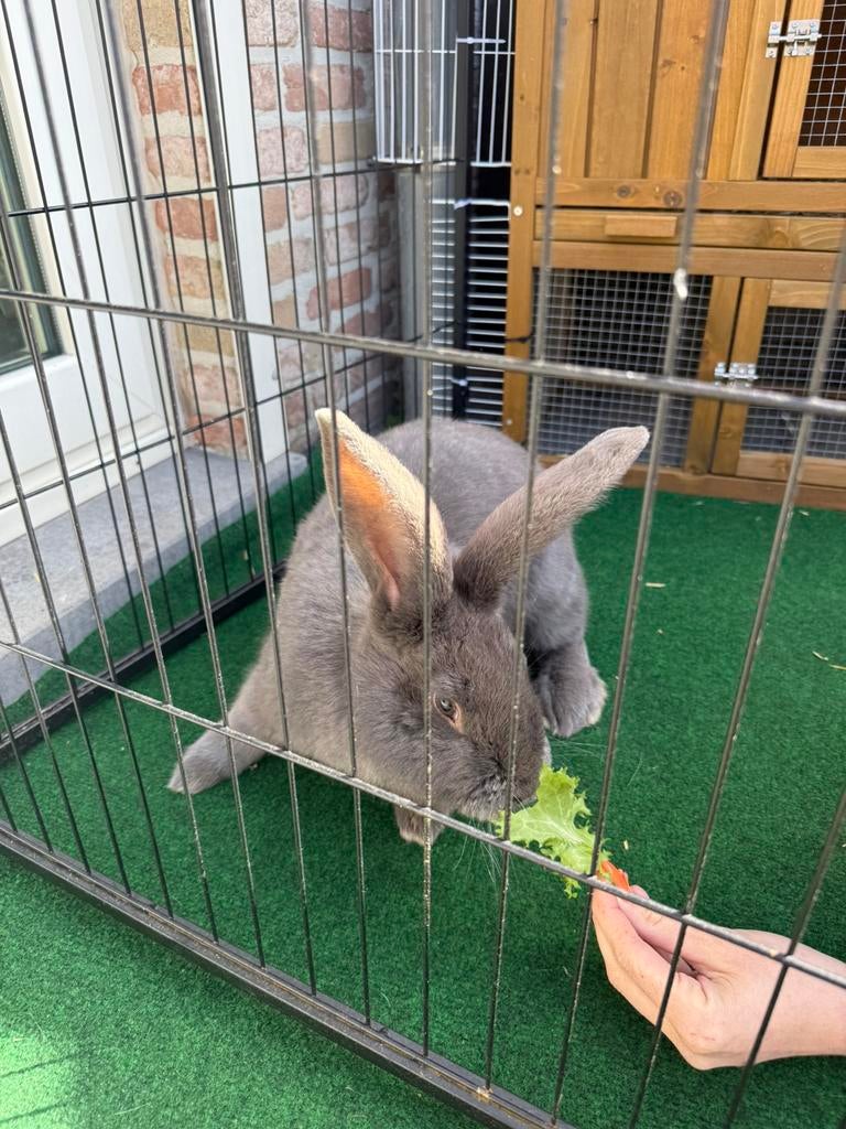 Vlaamse reus 5 maand oud grijs, blauwig, Groot