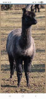 Couple alpagas feminin, Juin, Femelle