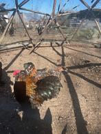 Ukkelse baardkriel koppel, Dieren en Toebehoren, Meerdere dieren, Tam