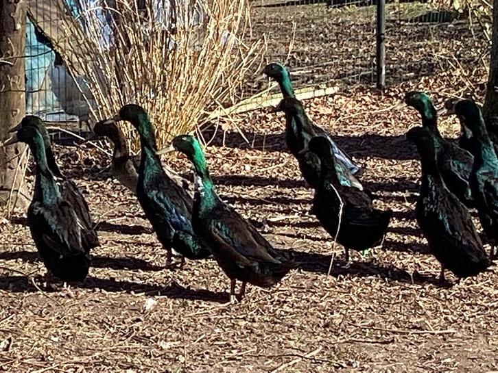 Eenden,loopeenden, Dieren en Toebehoren, Pluimvee, Eend, Meerdere dieren