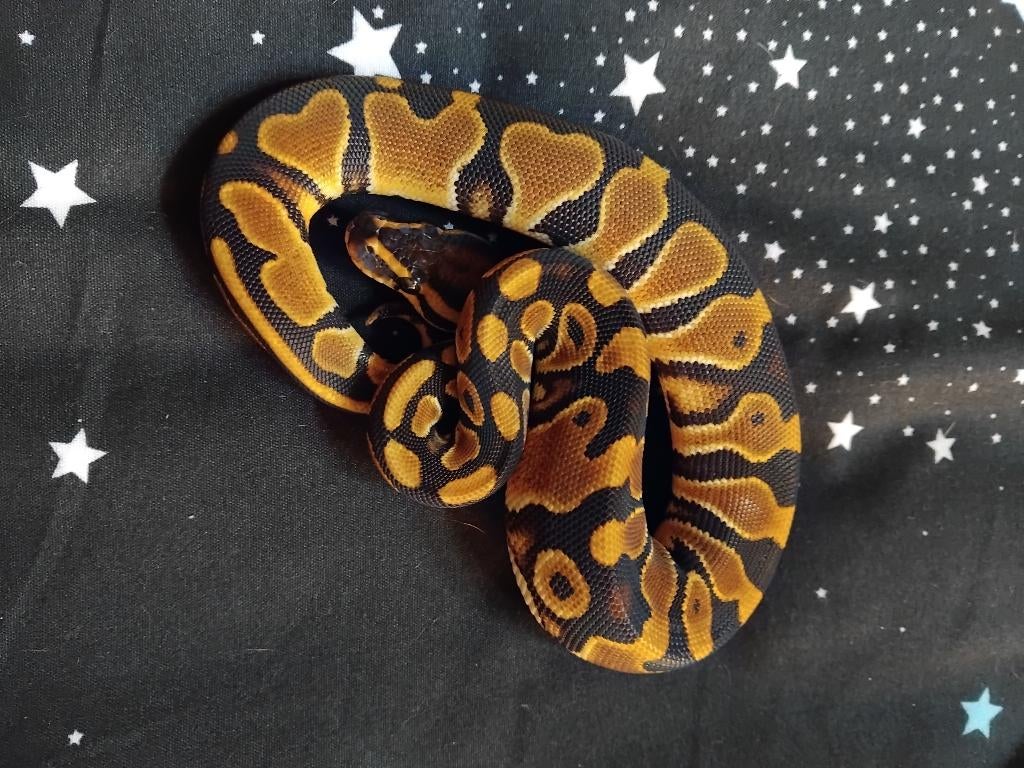 Yellowbelly 100% het clown 0.1, Dieren en Toebehoren, Slang, 0 tot 2 jaar